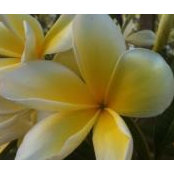 Deanna Tobey's photo