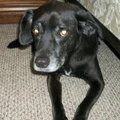 Lyndsey Shaffer's photo