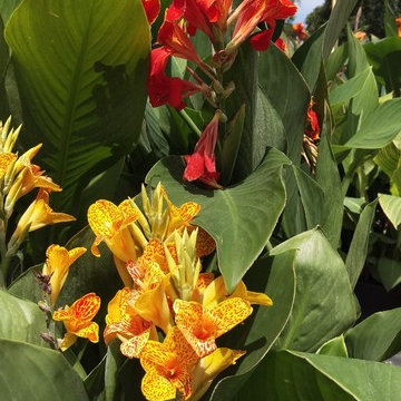 Individual Plant Photos # 1:Customer Aid (Not complete- hundreds will be here)