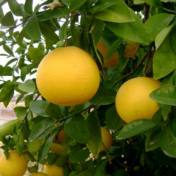 Citrus