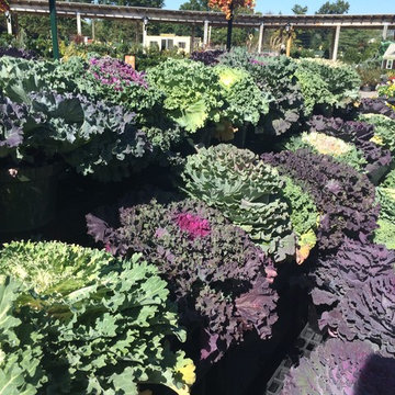 Cabbage and Kale