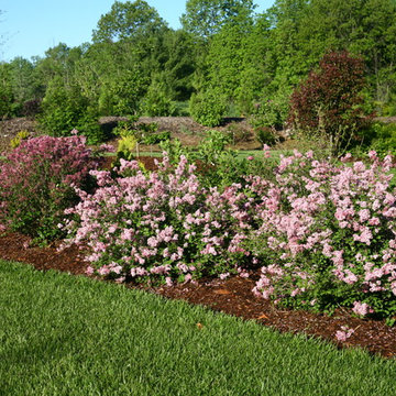 Scent and Sensibility™ Pink Lilac