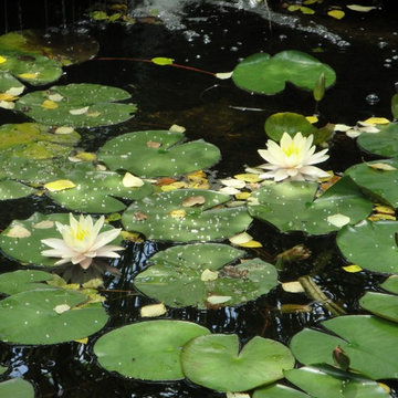 Water Features : Ponds, Waterfalls & Fountains