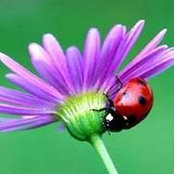 Cyndy Hartman's photo