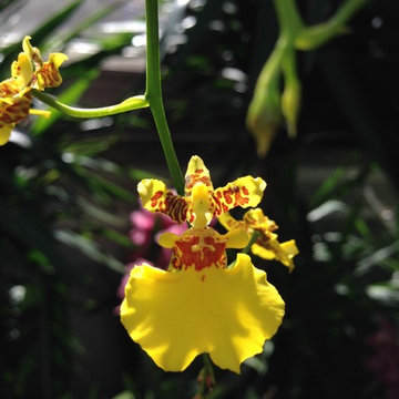 Orchid Show #Chicago Botanic Gardens
