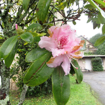 La casa de las 1000 camelias