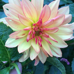 Cut Flower Arrangements - Products