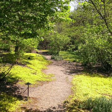 Creeping Jenny ground cover used along walking trail in estate landscaping pict