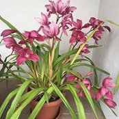 Patty Henrickson's photo