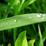 Leyli Satvat's photo