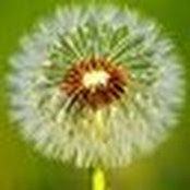 Niki schwartz-wright's photo