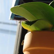 Son Nguyen's photo
