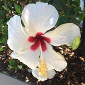 Rita McAuliffe's photo