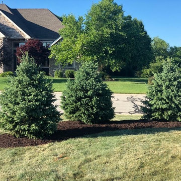 Black Hills Spruce in Front Yard Berm