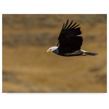 Galloimages Online 'Eagle Flying' Canvas Art, 24"x18"