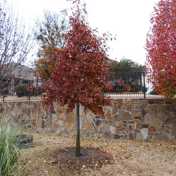 Red Oak