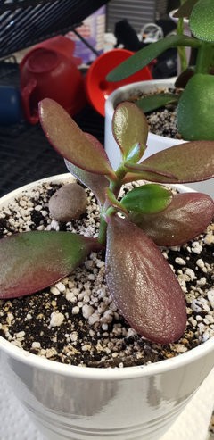 jade leaves turning dark red | Houzz Forum