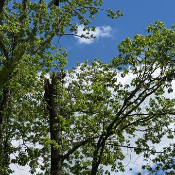 Tree & Landscaping services
