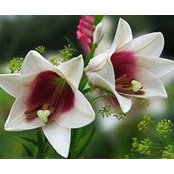 Judy Ann Phillips's photo