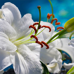 Lily By Moonlight - Fine Art Prints