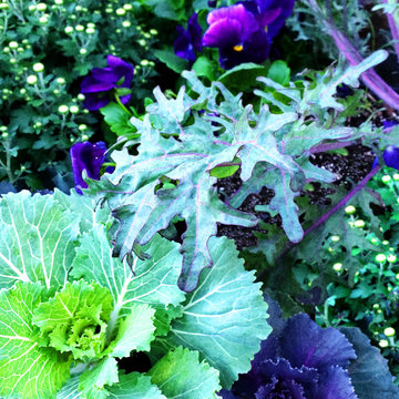Cold Hardy Plants