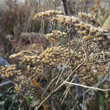 Yard & Garden