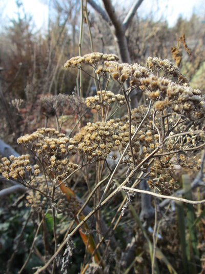 by Benjamin Vogt / Monarch Gardens