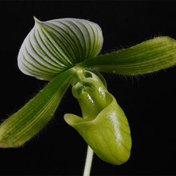 Slipper Orchid - Fine Art Prints