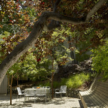 Shady Yard