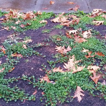 Woodstock Craftsman Cottage Rain Garden
