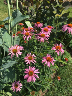 echinacea leaves curling
