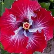 Vicki Gorissen's photo