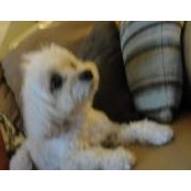 Annette Whitmer's photo