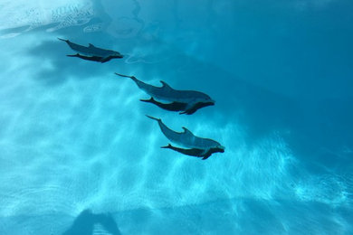 Dolphin Pool Massachusetts