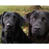 Magnolia Labradors's photo