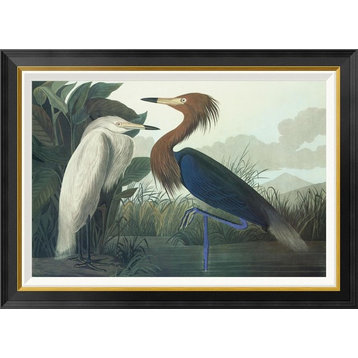 "Purple Heron" Framed Canvas Giclee by John James Audubon, 36x26"