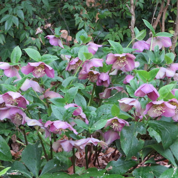 Birthday Gardens