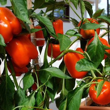Container Vegetable Gardens