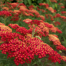 Deer Resistant Gardening