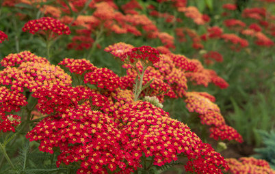 Top 12 Summer-Blooming Perennials for Deer-Resistant Drama