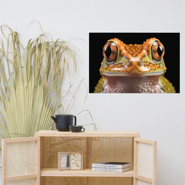 Children's Wall Art Prints: Beady-Eyed Beauty Hylidae Tree Frog Photorealism