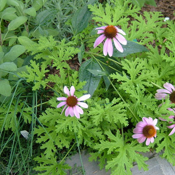 Herb Garden