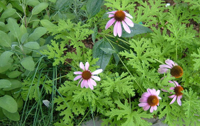 Five Plants for Fighting Mosquitoes