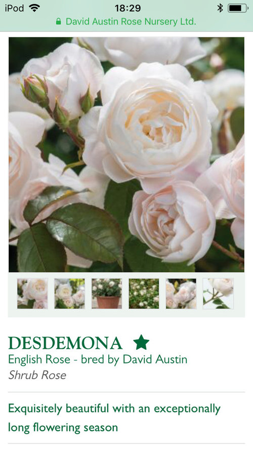 Most fragrant David Austin roses