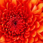 Beth Wells's photo