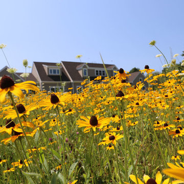 Low Maintenance Pollinator Meadow