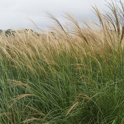 Current Featured Plants - Products