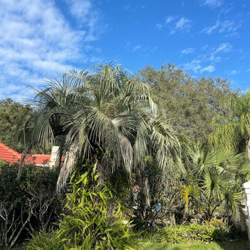 Palm Tree Trim - Before