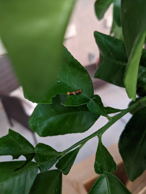 What's eating my citrus leaves?