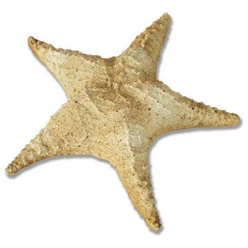 Starfish Pacific
